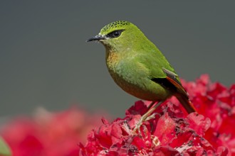 Fire-tailed Myzornis (Myzornis pyrrhoura) perched on Rhododendron flower, Darjeeling, India