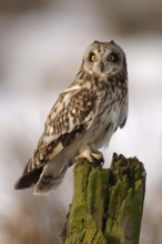 Short-eared Owl (Asio flammeus), Lower Saxony, Germany
