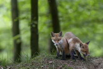 Red fox cubs (Vulpes vulpes) playing in front of the den, animal cubs, cute, youth, May, Germany