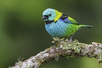 Green-headed Tanager (Tangara seledon) perched on a branch in the Atlantic rainforest of southeast