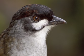 Jocotoco Antpitta (Grallaria ridgelyi), Ecuador