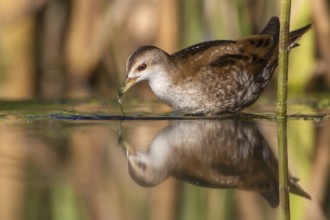 Little Crake (Porzana parva) female, Saxony, Germany