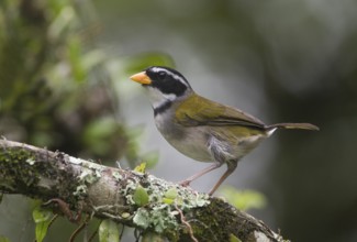 Orange-billed Sparrow (Arremon aurantiirostris), Pichincha, Ecuador