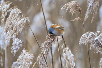 Bearded Reedling (Panurus biarmicus) male perched in reedbed, Baden-Wuerttemberg, Germany