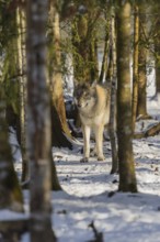 A young grey wolf (Canis lupus lupus) walks across the snowy forest floor on a cold, sunny day