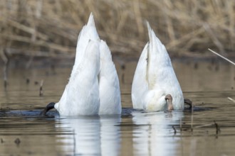 Mute Swan (Cygnus olor) dabbling, Mecklenburg-Western Pomerania, Germany