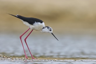 Black-winged Stilt (Himantopus himantopus) male foraging, North Rhine-Westphalia, Germany