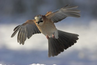 Eurasian Jay (Garrulus glandarius) flying, Rhineland-Palatinate, Germany