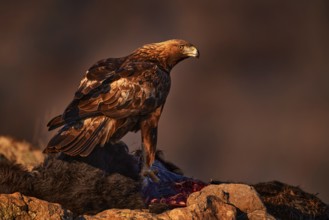 Eagle with cow calf carcass. Golden eagle, stone, Rhodopes mountain, Bulgaria. Eagle, evening