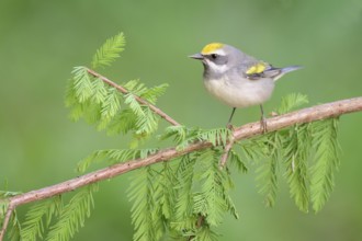 Golden-winged Warbler (Vermivora chrysoptera) female perched on a branch, Texas, USA