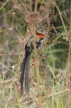 Red-collared Widowbird (Euplectes ardens) juvenile, Masai Mara, Kenya