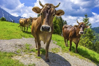 Braunvieh grazes on an alpine pasture in the Swiss Alps near Urnäsch and Schwägalp, Canton