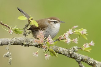 Bewick's Wren (Thryomanes bewickii), British Columbia, Canada