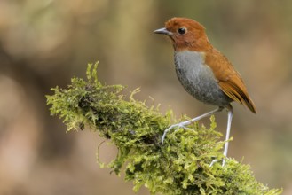 Bicolored Antpitta (Grallaria rufocinerea) perched on a branch in Colombia, South America