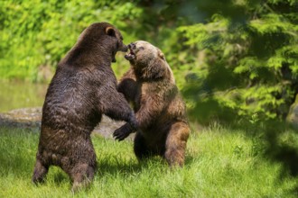 Eurasian brown bear (Ursus arctos arctos) playing with each other on a meadow, Bavarian Forest,