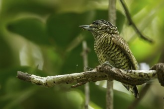 Golden-spangled Piculet (Picumnus exilis) perched on a branch in the grasslands of Guyana