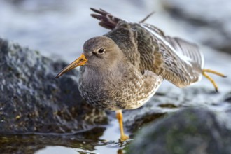 Purple Sandpiper (Calidris maritima) stretching, Mecklenburg-Western Pomerania, Germany