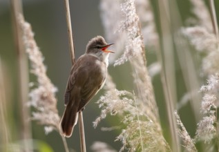 Great Reed Warbler (Acrocephalus arundinaceus) singing, Mecklenburg-Western Pomerania, Germany
