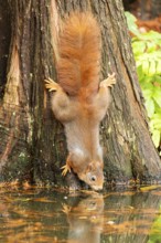 Eurasian red squirrel (Sciurus vulgaris) drinking at a lake, wildlife, Germany