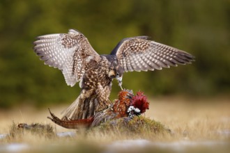 Peregrine Falcon (Falco peregrinus) feeding on a carcass of a Common Pheasant (Phasianus