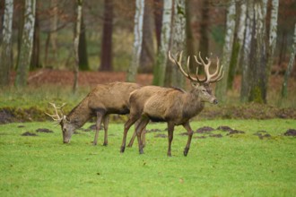 Two deer grazing on a green meadow in the forest, surrounded by autumnal trees, Red deer (Cervus