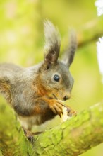 Red squirrel (Sciurus vulgaris) in a forest, Bavaria, Gernany