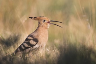 Eurasian Hoopoe (Upupa epops) calling, Subotica, Serbia