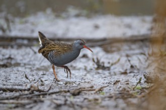 Water rail (Rallus aquaticus) adult bird walking on mud, England, United KIngdom