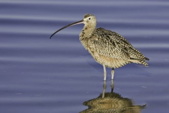 Long-billed Curlew (Numenius americanus), California, USA