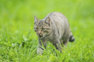 European wildcat (Felis silvestris silvestris) on a meadow, Hesse, Germany