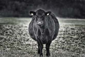 Beef cattle, Oberweser, Weser Uplands, Weserbergland, Hesse, Germany