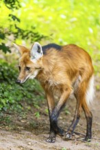 Maned wolf (Chrysocyon brachyurus) walking around, Germany