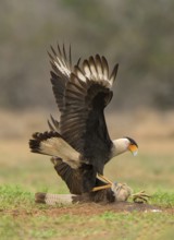 Northern Crested Caracara (Caracara cheriway) fighting, Texas, USA