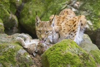Eurasian lynx (Lynx lynx) mother with her youngsters (cubs) lying on a rock in a forest, Bavaria,