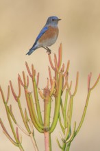 Western Bluebird (Sialia mexicana), California, USA