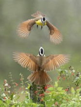 Great Kiskadee (Pitangus sulphuratus) quarreling, Texas, USA