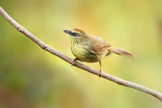 Pin-striped Tit-Babbler (Macronus gularis) perched on a branch, Phnom Penh, Cambodia