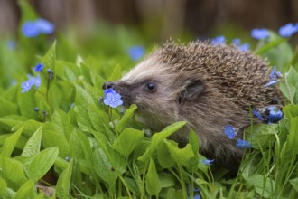 Cute hedgehog, brown-breasted hedgehog (Erinaceus europaeus) in the garden, Vechta, Lower Saxony,