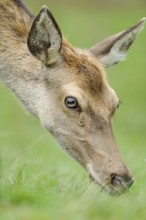 Close-up of a doe looking at grass, red deer (Cervus elaphus), Bavaria