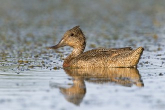 Freckled Duck (Stictonetta naevosa), Victoria, Australia