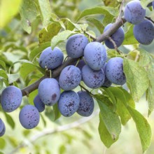 Plum (Prunus domestica 'Hauszwetsche' - Schraderhof), Merkel family, Germany
