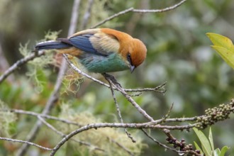 Chestnut-backed Tanager (Tangara preciosa) perched on a branch in the Atlantic rainforest of