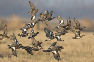 Eurasian Wigeon (Mareca penelope) group flying, Netherlands
