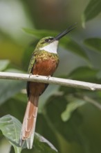 Rufous-tailed Jacamar (Galbula ruficauda) male, Trinidad and Tobago