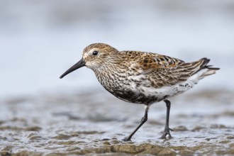 Alpenstrandläufer (Calidris alpina) Fam. Schnepfenvögel (Scolopacidae)