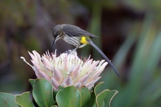Cape Honeybird (Promerops cafer), adult, male, on flower, foraging, Protea, vigilant, Kirstenbosch
