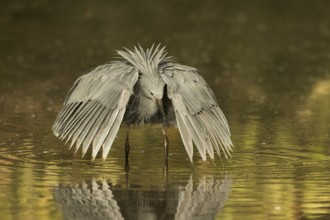 Black Heron (Egretta ardesiaca) foraging, Gambia