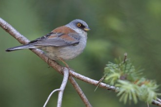 Yellow-eyed Junco (Junco phaeonotus) perched on a branch in southern Arizona, USA