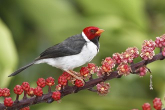 Yellow-billed Cardinal (Paroaria capitata), Hawaii, USA