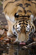 Tiger drinking water from a pond surrounded by autumn leaves in the wild, Siberian tiger (Panthera